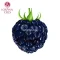 Ароматизатор LorAnn Oils Blackberry (Ежевика)
