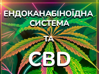 Ендоканнабіноїдна система людини