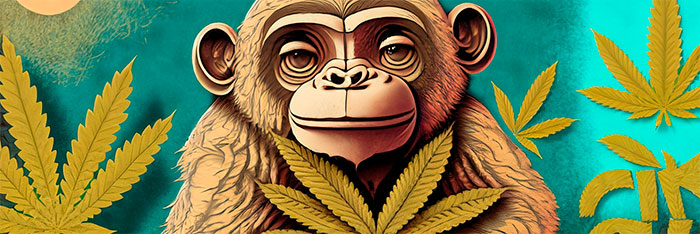 зависимость от cbd