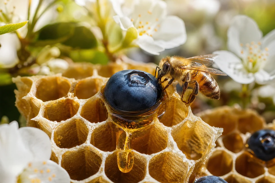 Honey Blue Blue